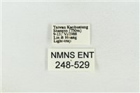 印華波紋蛾藏品圖，第3張