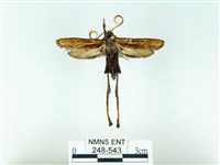 長腳大織蛾藏品圖，第1張