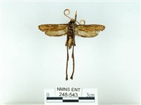 長腳大織蛾藏品圖，第2張