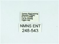 長腳大織蛾藏品圖，第3張