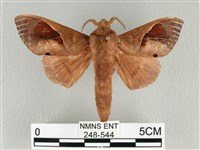 大褐斑枯葉蛾藏品圖，第1張