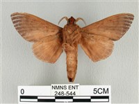 大褐斑枯葉蛾藏品圖，第2張