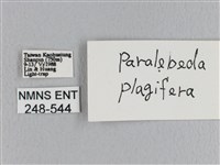 大褐斑枯葉蛾藏品圖，第3張