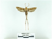 長腳大織蛾藏品圖，第1張