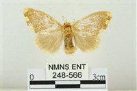 黑翅黃毒蛾藏品圖，第1張