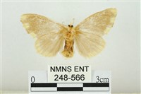 黑翅黃毒蛾藏品圖，第2張