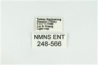 黑翅黃毒蛾藏品圖，第3張