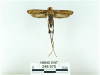 長腳大織蛾藏品圖，第1張