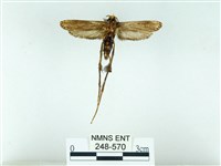 長腳大織蛾藏品圖，第2張