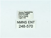 長腳大織蛾藏品圖，第3張