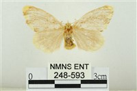 黑翅黃毒蛾藏品圖，第1張