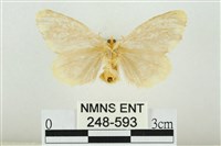 黑翅黃毒蛾藏品圖，第2張