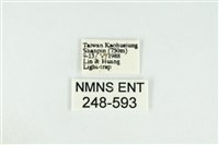 黑翅黃毒蛾藏品圖，第3張