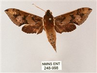 雙斑白肩天蛾藏品圖，第1張