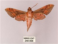 雙斑白肩天蛾藏品圖，第2張