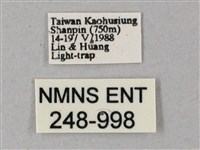 雙斑白肩天蛾藏品圖，第3張