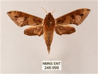 雙斑白肩天蛾藏品圖，第1張