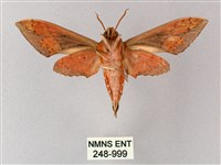 雙斑白肩天蛾藏品圖，第2張