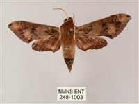 雙斑白肩天蛾藏品圖，第1張