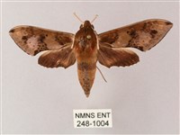 雙斑白肩天蛾藏品圖，第1張