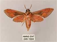 雙斑白肩天蛾藏品圖，第2張