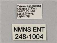 雙斑白肩天蛾藏品圖，第3張