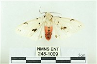 菊池污燈蛾藏品圖，第1張