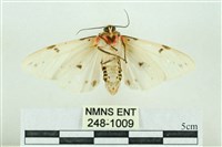 菊池污燈蛾藏品圖，第2張