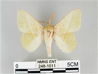 青枯葉蛾藏品圖，第1張