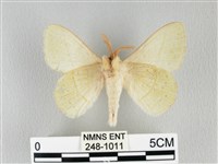 青枯葉蛾藏品圖，第2張