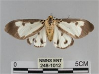 長斑擬燈蛾藏品圖，第1張