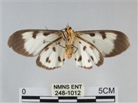 長斑擬燈蛾藏品圖，第2張