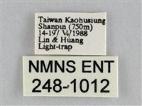 長斑擬燈蛾藏品圖，第3張