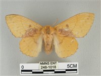 青枯葉蛾藏品圖，第1張