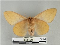 青枯葉蛾藏品圖，第2張