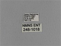 青枯葉蛾藏品圖，第3張