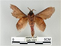 鋸緣枯葉蛾藏品圖，第2張