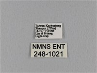 鋸緣枯葉蛾藏品圖，第3張