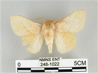 青枯葉蛾藏品圖，第1張