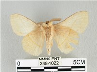 青枯葉蛾藏品圖，第2張