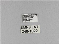 青枯葉蛾藏品圖，第3張