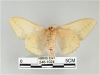 青枯葉蛾藏品圖，第2張