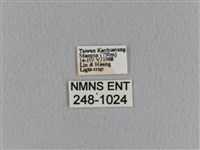 青枯葉蛾藏品圖，第3張