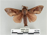 大褐斑枯葉蛾藏品圖，第1張