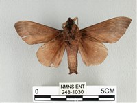 大褐斑枯葉蛾藏品圖，第2張