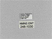 大褐斑枯葉蛾藏品圖，第3張