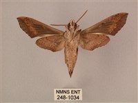 斜線天蛾藏品圖，第2張