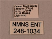 斜線天蛾藏品圖，第3張