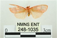 三色豔苔蛾藏品圖，第2張