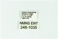 三色豔苔蛾藏品圖，第3張